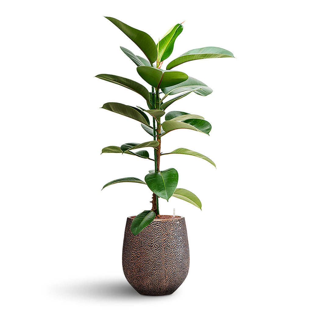 Ficus elastica Robusta HydroCare in Opus Hit Darcy Gold 38x144cm