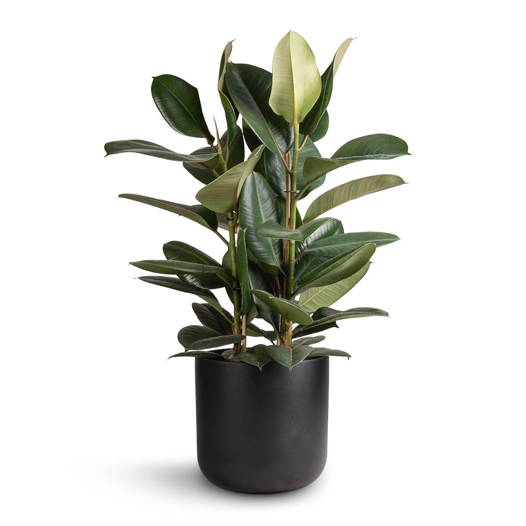 Ficus elastica Robusta - Rubber Plant &amp; Lisbon Plant Pot - Anthracite