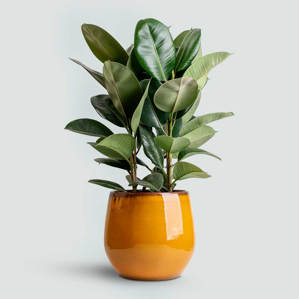 Rubber Plant & Charlotte Spice Plant Pot