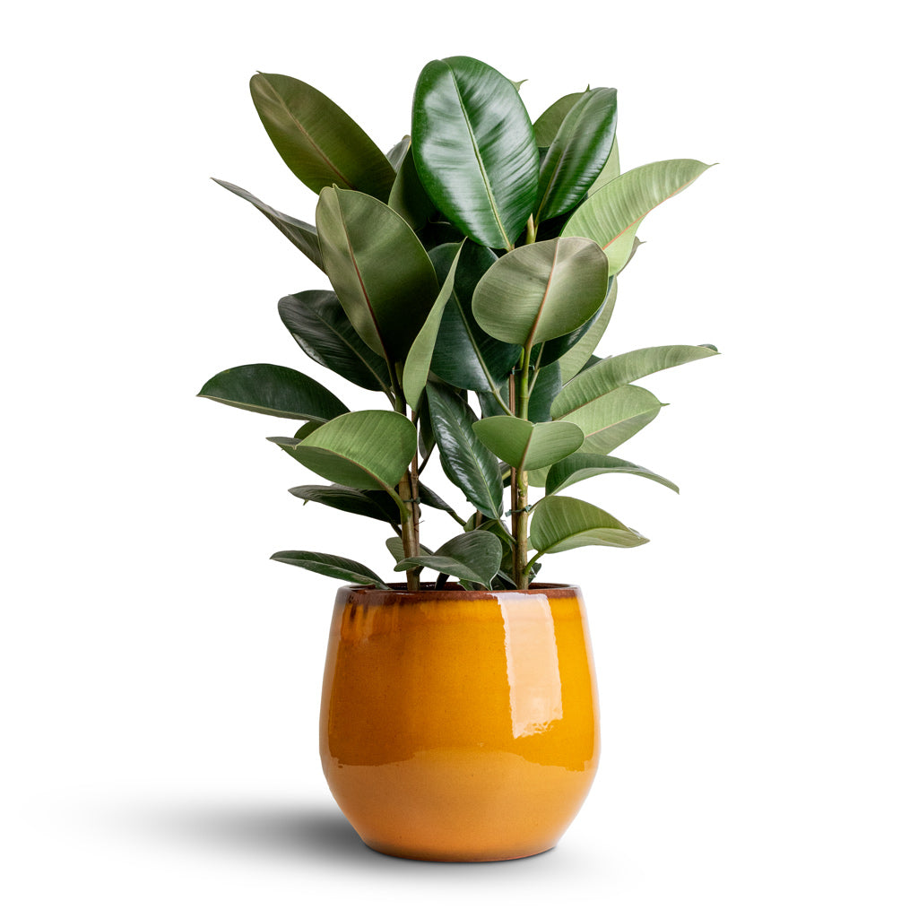 Ficus elastica Robusta - Rubber Plant & Charlotte Plant Pot - Spiced Ochre