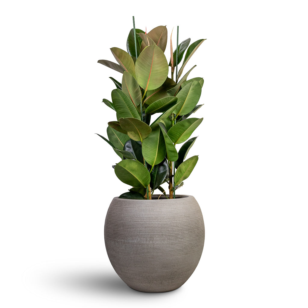 Ficus Elastica Robusta Rubber Plant - 30x110cm & Abby Ridged Plant Pot Cement - 35x30cm