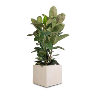 Ficus elastica Robusta - Rubber Plant & Raindrop Cube Planter - Stone