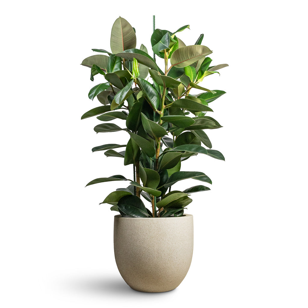 Ficus elastica Robusta Rubber Plant - 35x160cm & Grigio New Egg Pot Planter Antique White Concrete - 45x38cm