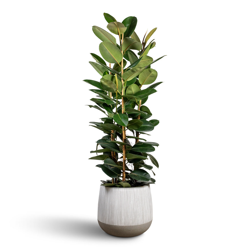 Ficus elastica Robusta Rubber Plant - 35x160cm In Pax Ridged Plant Pot White Stripe - 55x49cm