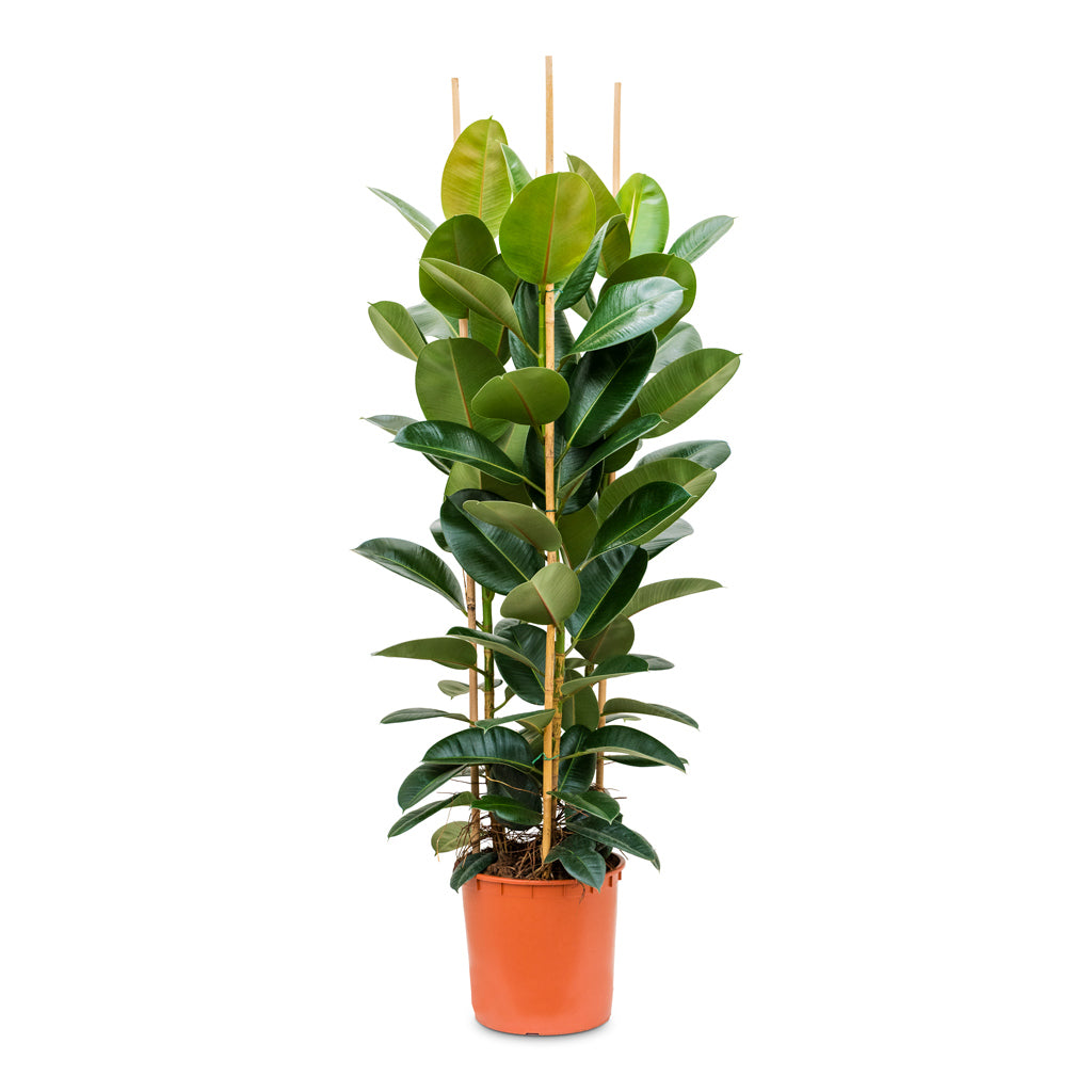 Ficus elastica Robusta - Rubber Plant - 35 x 160cm