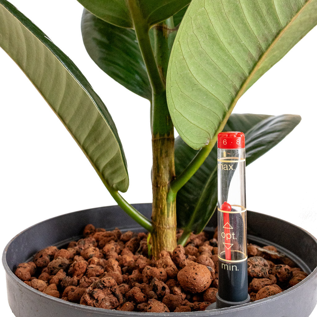 Ficus elastica Robusta - Rubber Plant - HydroCare - Close Up