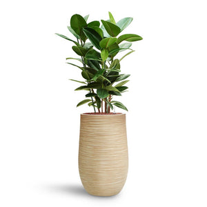 Ficus elastica Robusta - Rubber Plant - HydroCare & Dune Partner Planter - Oat