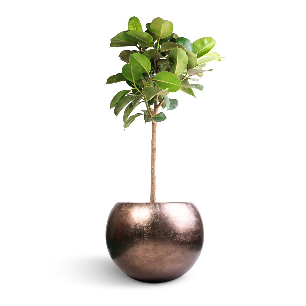 Ficus elastica Robusta - Rubber Plant - Straight Stem & Metallic Globe Plant Pot - Matt Coffee