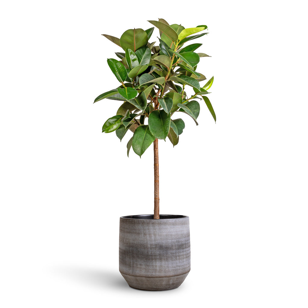 Ficus elastica Robusta - Rubber Plant - Straight Stem &amp; Norell Plant Pot - Latte Lattice