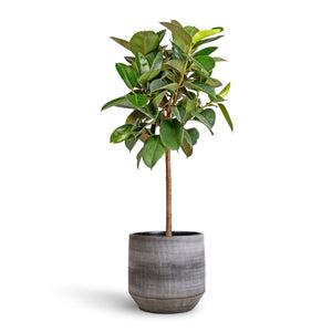 Ficus elastica Robusta - Rubber Plant - Straight Stem & Norell Plant Pot - Latte Lattice