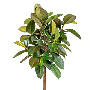 Ficus elastica Robusta - Rubber Plant - Straight Stem