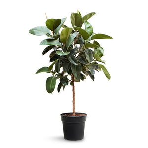 Ficus elastica Robusta - Rubber Plant - Straight Stem - 30 x 110cm