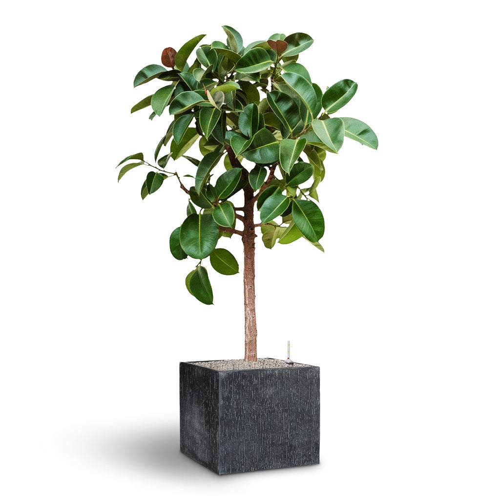 Ficus elastica Robusta Straight Stem 38x180cm house plant in raindrop cube anthracite 50x50x45cm