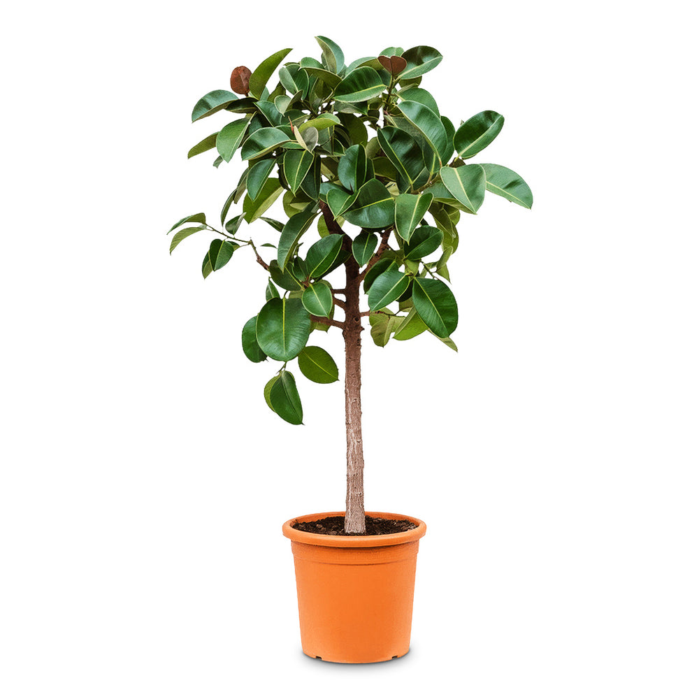 Ficus elastica Robusta - Rubber Plant - Straight Stem | Hortology ...