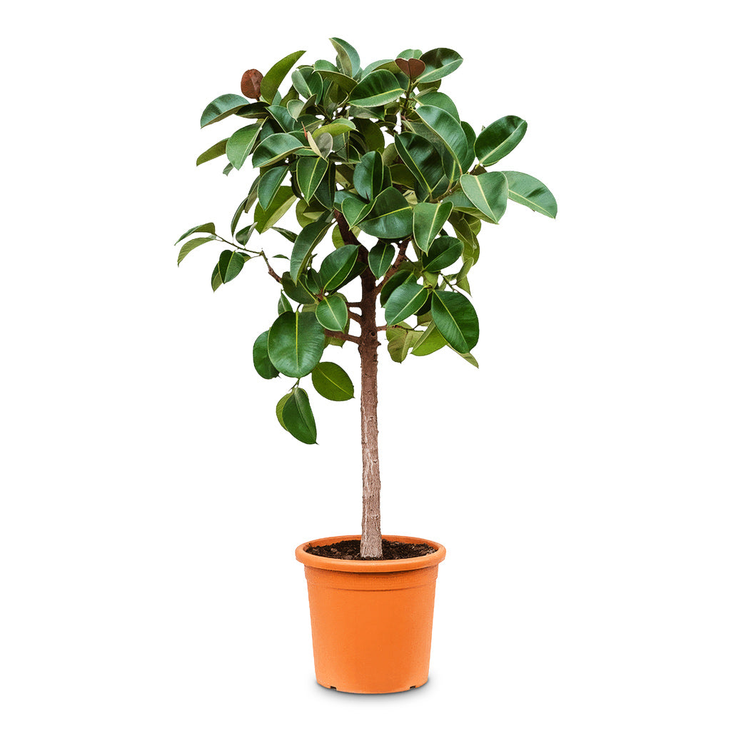 Ficus elastica Robusta Straight Stem 38x180cm