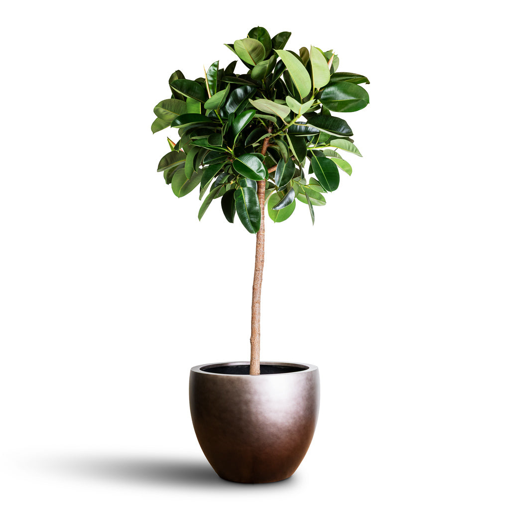 Gradient Balloon Planter - Matt Coffee