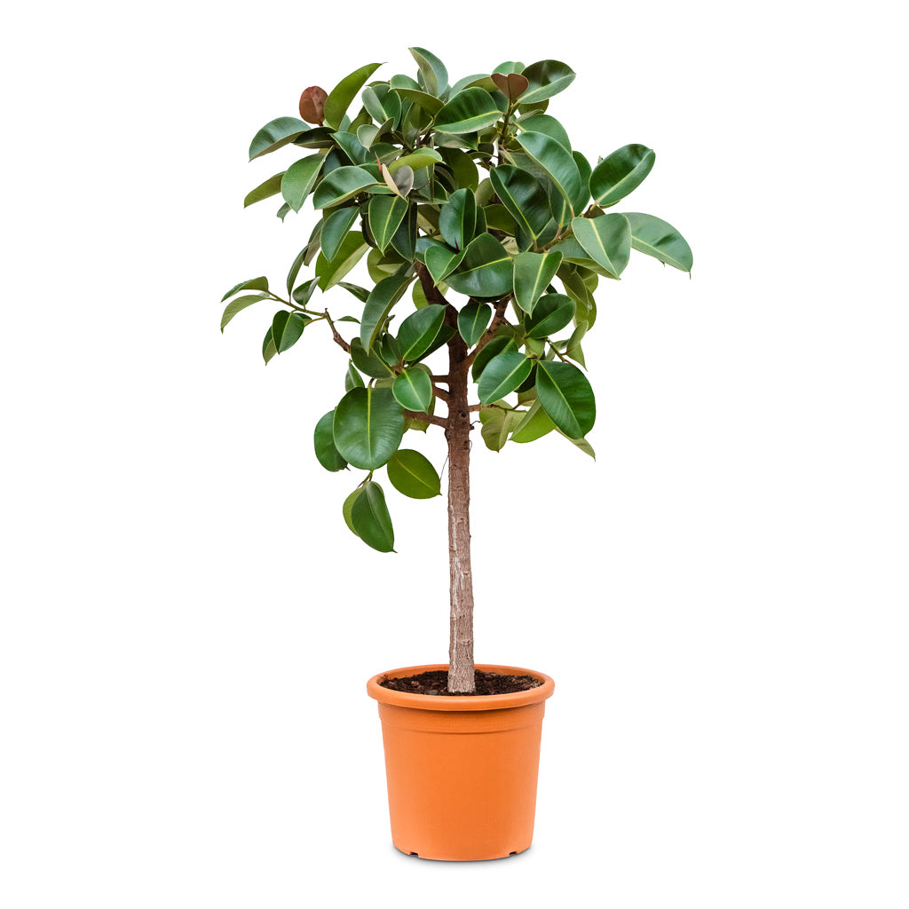 Ficus elastica 'Robusta' straight stem 40 x 180cm