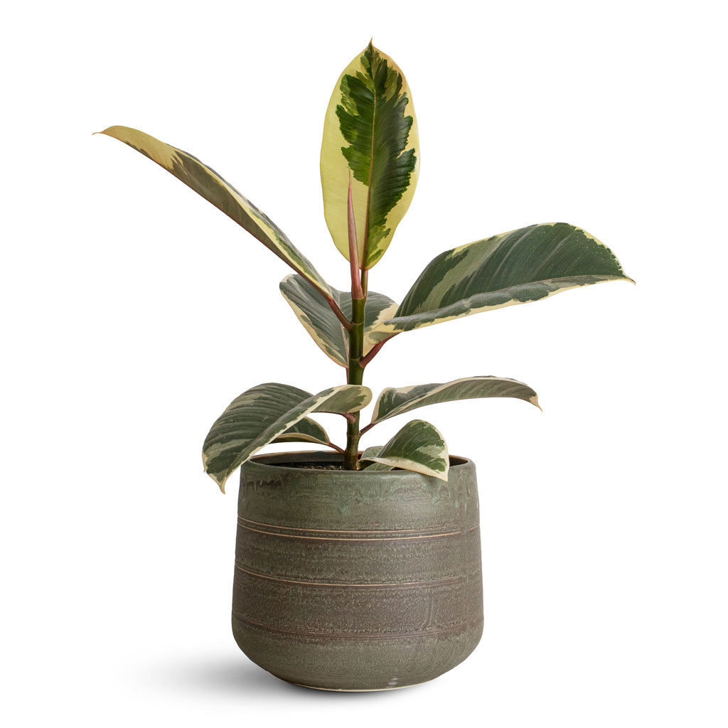 Ficus elastica Tineke - 12x40cm In Celesta Pot Earth Clay - 18x15cm