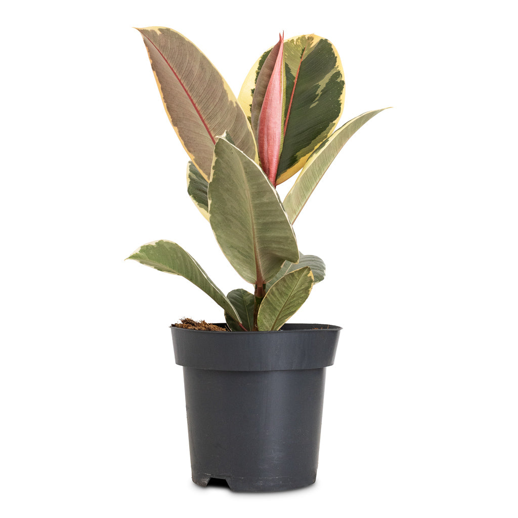 Ficus elastica Tineke - 14x50cm