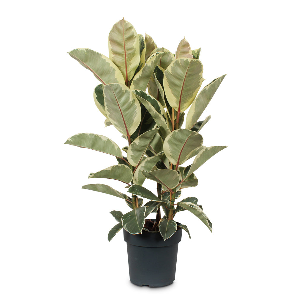 Ficus elastica Tineke 27x100cm