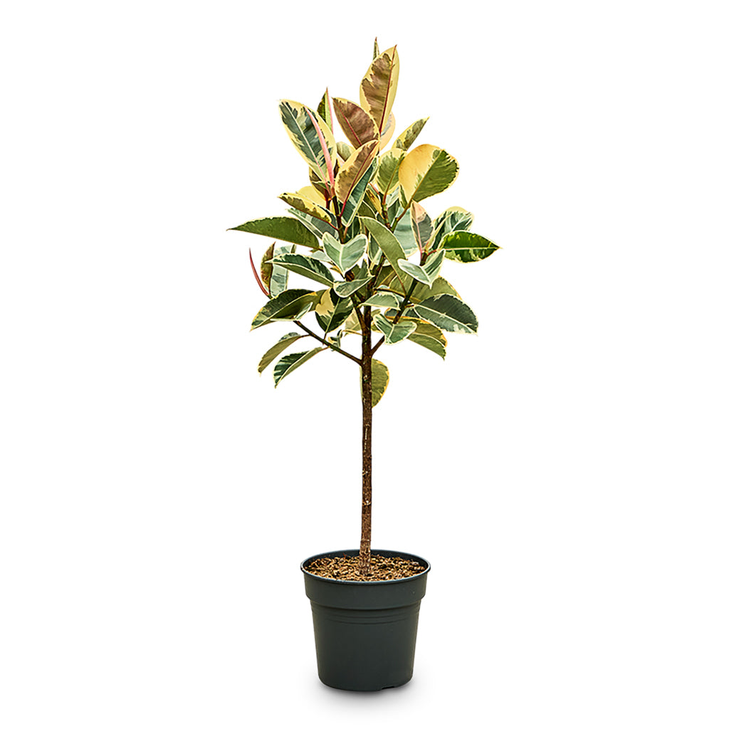 variegated rubber tree for sale Ficus elastica Tineke - Variegated Rubber Plant - Lollipop