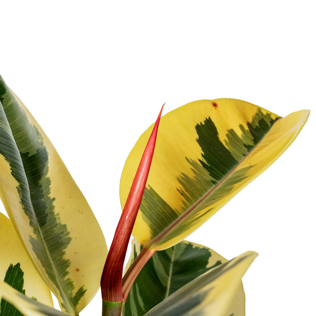 Ficus elastica Tineke Straight Stem Close up 