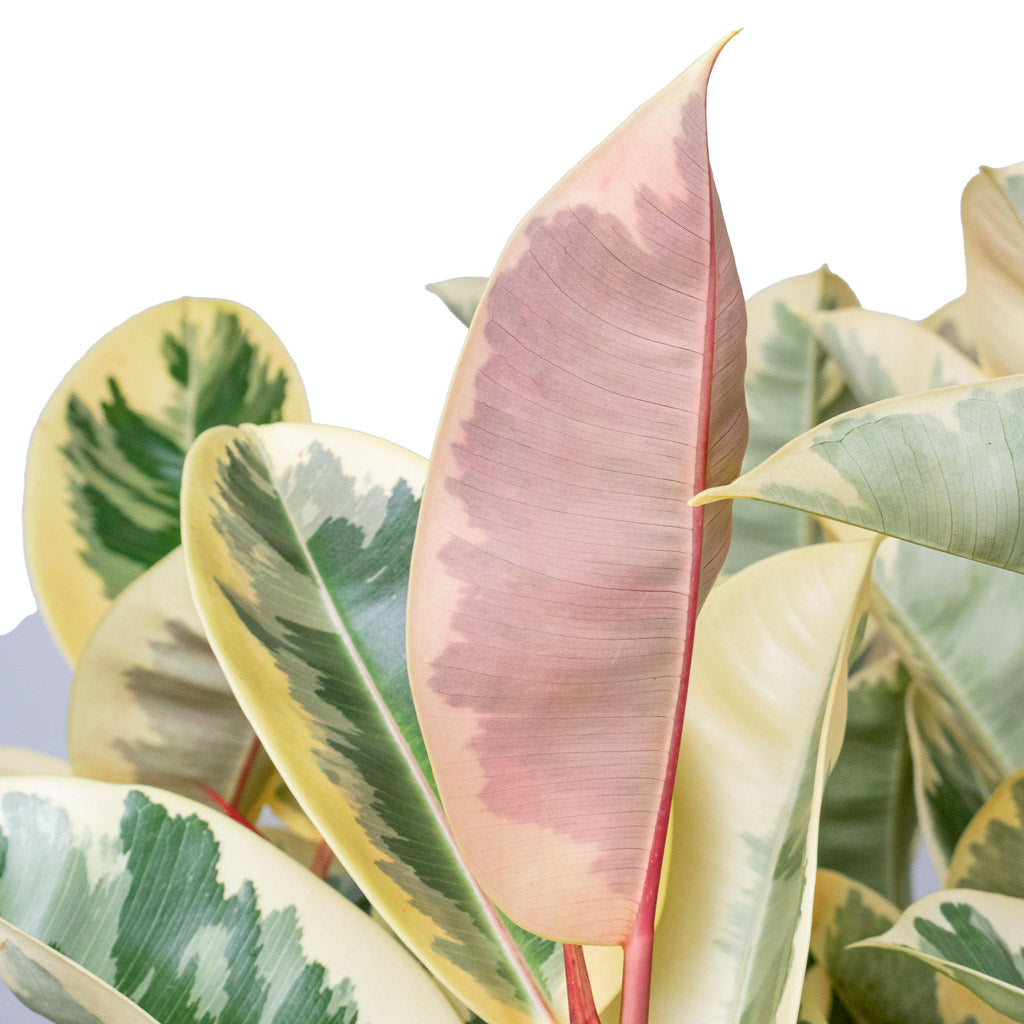Ficus elastica Tineke Straight Stem Close up 