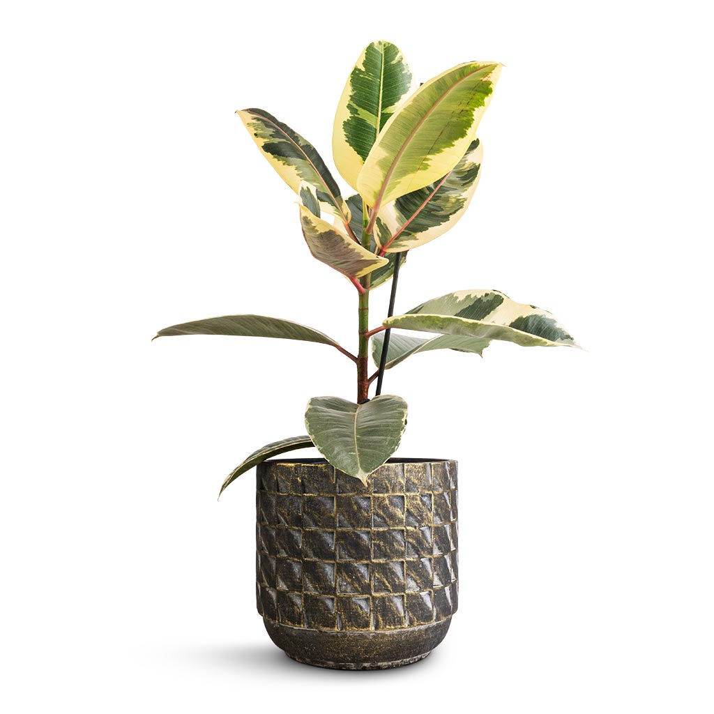 Ficus elastica Tineke - Variegated Rubber Plant & Jim Plant Pot - Earth