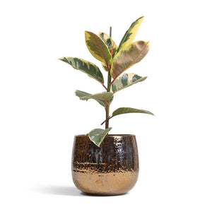 Ficus elastica Tineke - Variegated Rubber Plant & Yvette Plant Pot - Gold