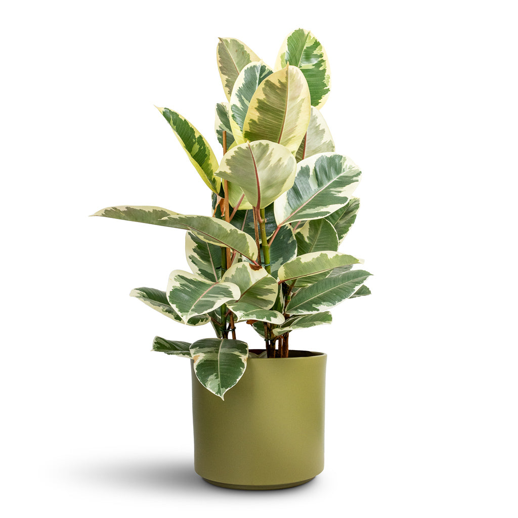 Ficus elastica Tineke Variegated Rubber Plant - 24x90cm &amp; Prague Plant Pot Oliver - 28x24cm