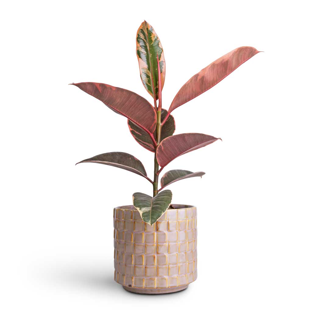 Ficus elastica Belize - Pink Rubber Plant &amp; Stian Plant Pot - Soft Nougat