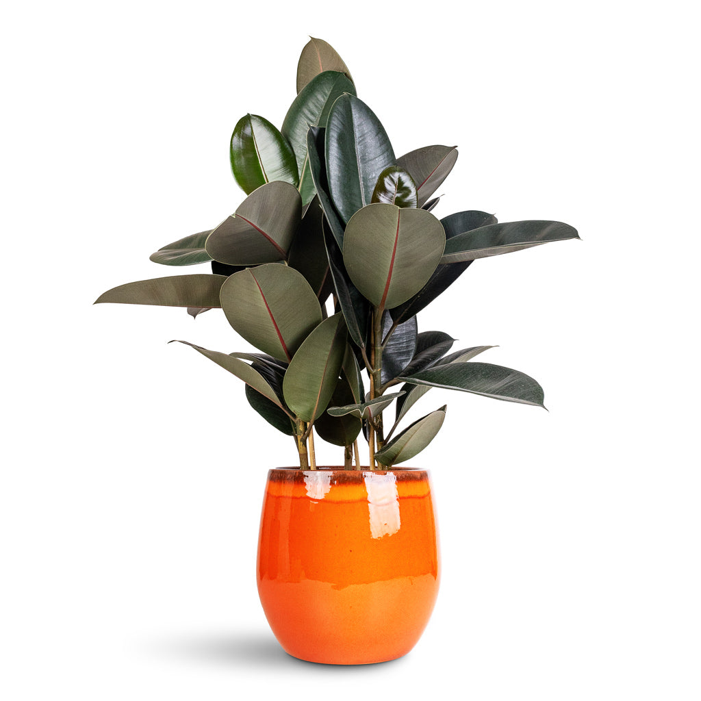 Ficus elastica Abidjan - 24 x 80cm In Charlotte Pot Orange - 29x25cm