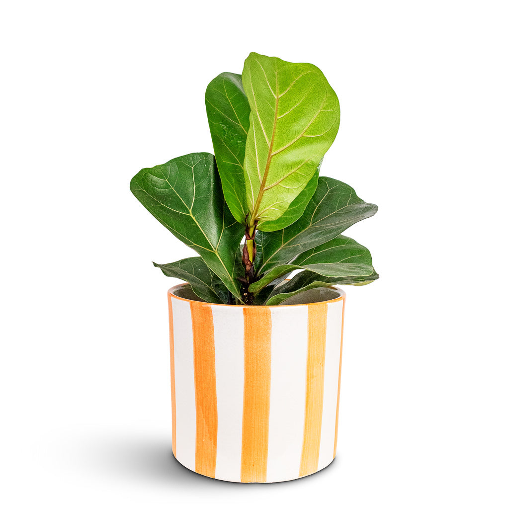 Ficus lyrata 17x80cm 1stem House Plant In Paros Painted Pot Orange Stripe 17x16.5cm