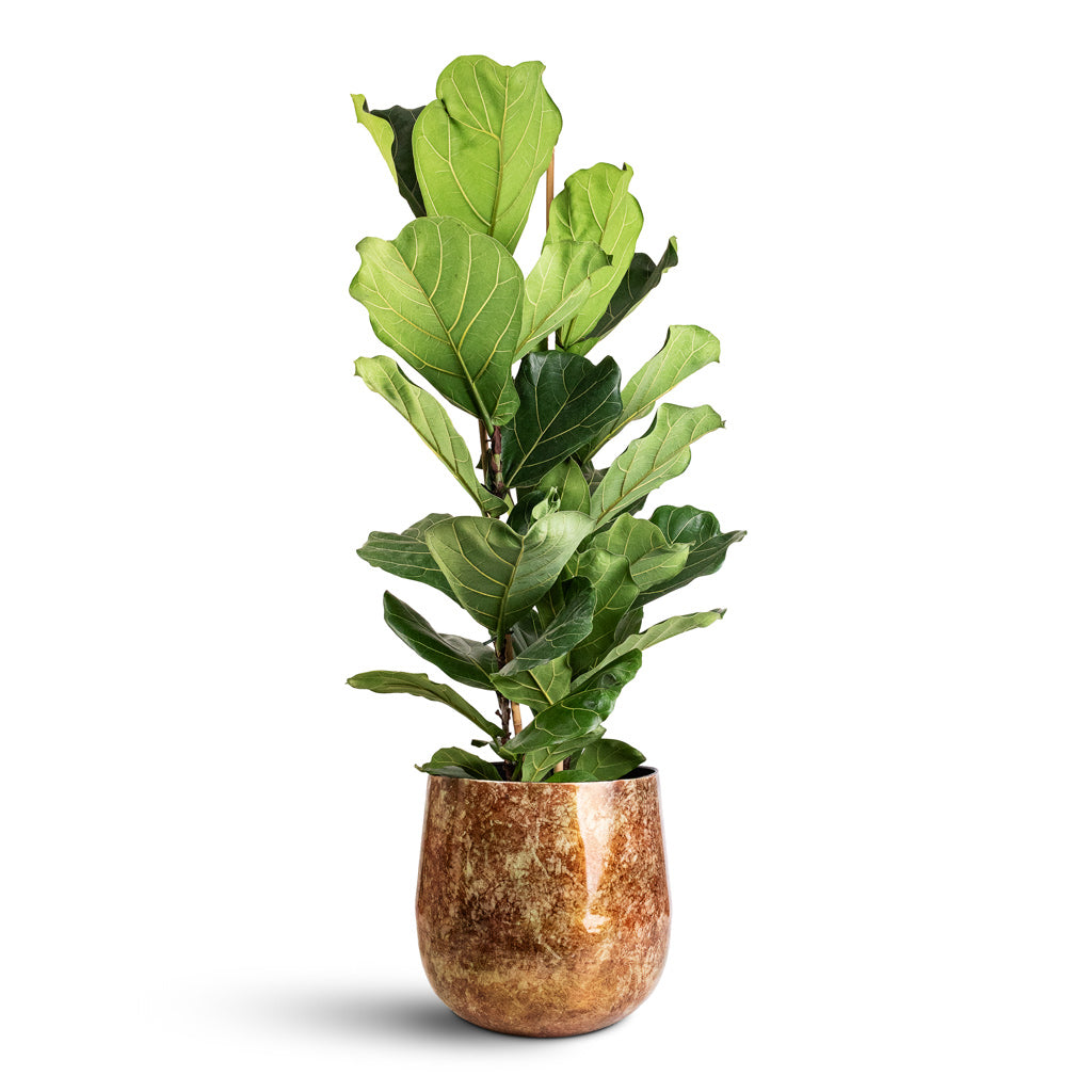 Ficus lyrata - 24x110cm 2 stems In Cilia Metal Pot Latte Copper - 29x27cm