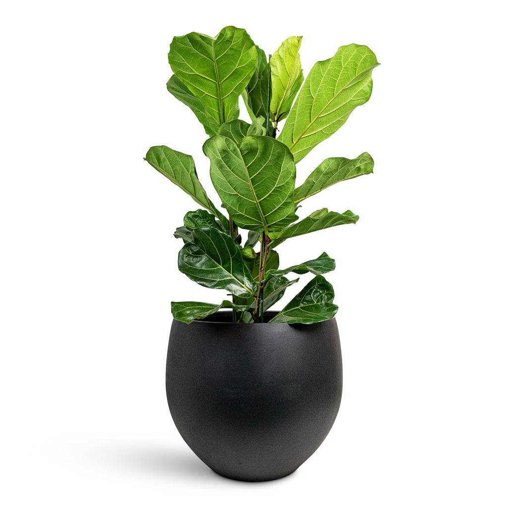 Ficus lyrata 30x130cm 2stems House Plant In Orb Natural Planter Black 53x44.5cm