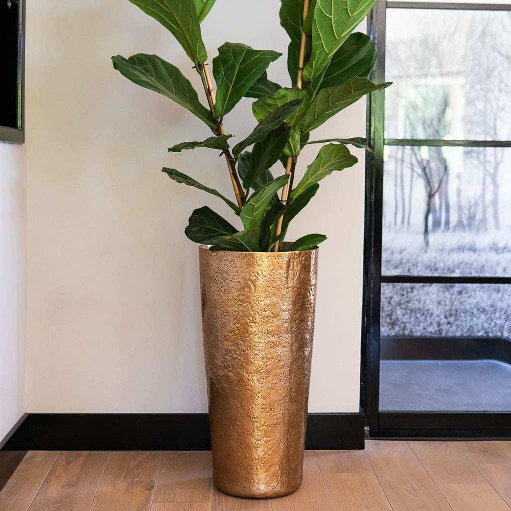 Ficus lyrata In  _2stems_ Naya Metal Planter Gold