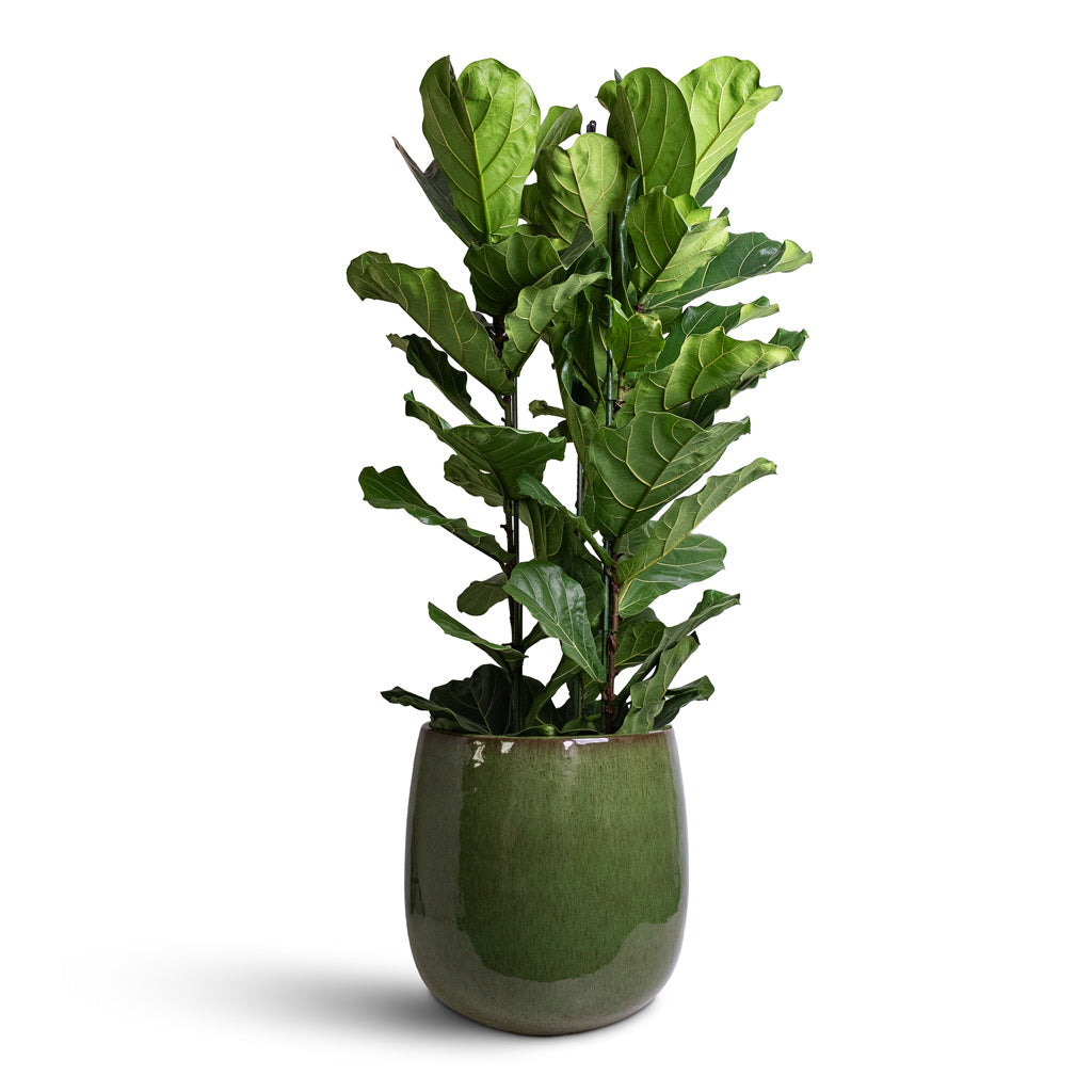 Ficus lyrata 34x160cm 3 stems House Plant In Aura Balloon Planter Green 56x56cm
