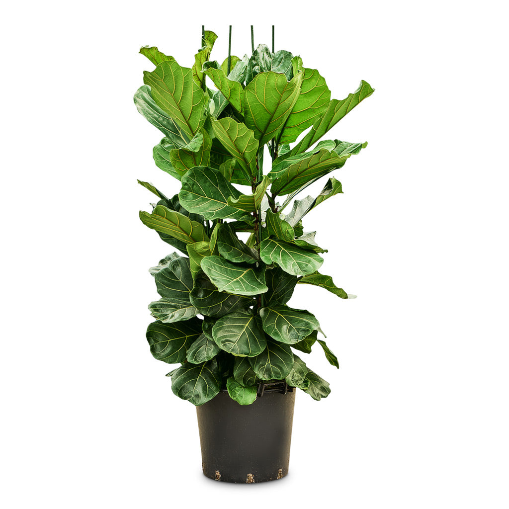 Ficus lyrata 45x170cm 4stems