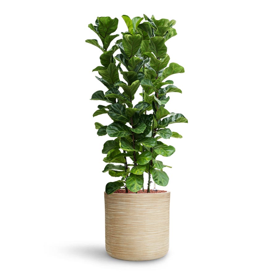 Ficus lyrata Bambino - HydroCare & Dune Cylinder Planter - Oat