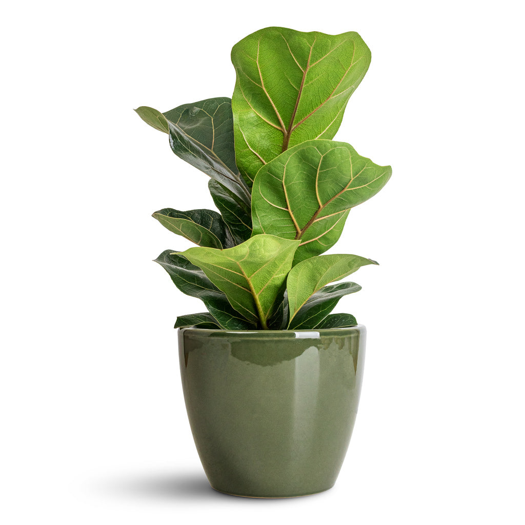 Ficus lyrata Bambino - Dwarf Fiddle Leaf Fig Indoor Plants | Hortology ...