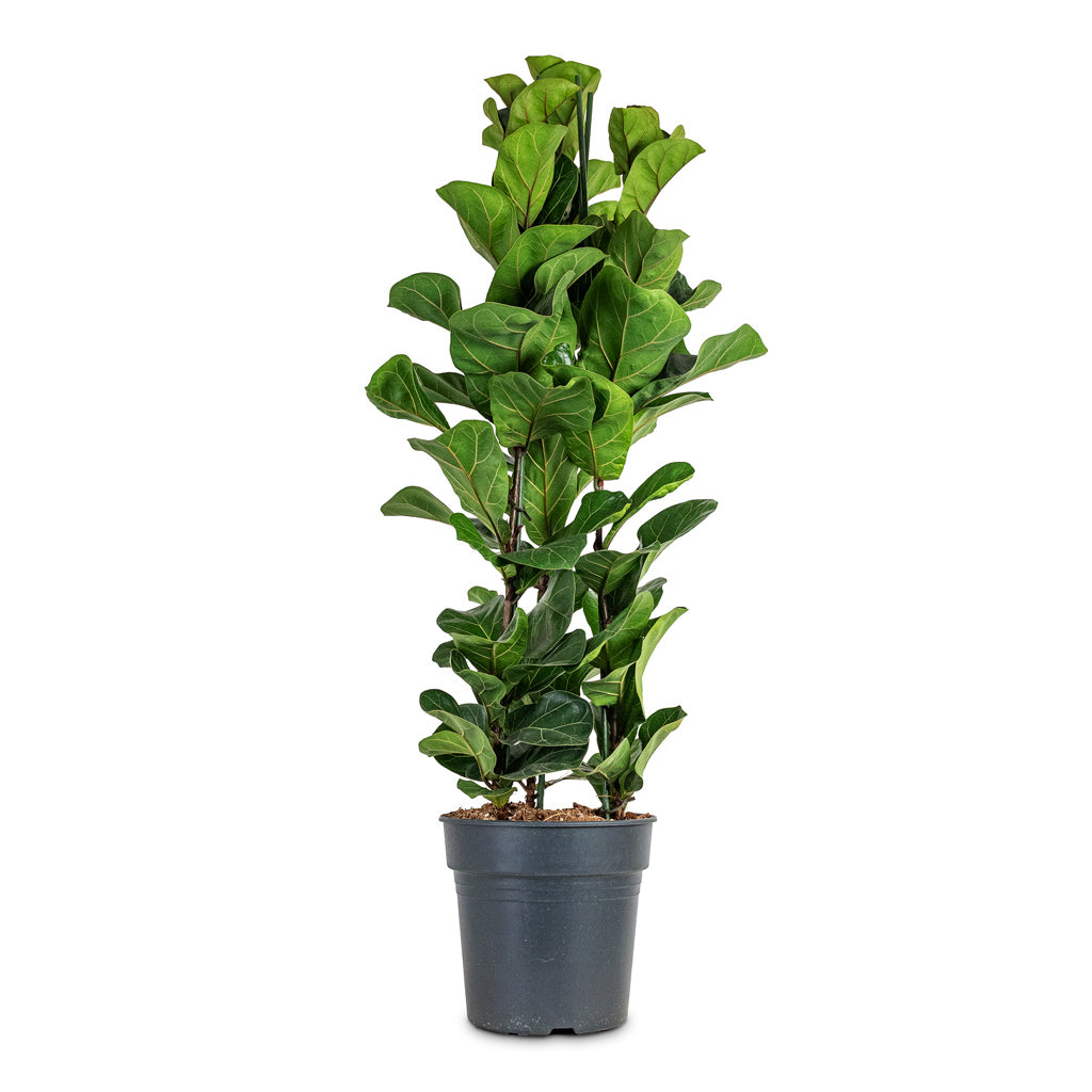Ficus lyrata Bambino 27x120cm - 3 stems
