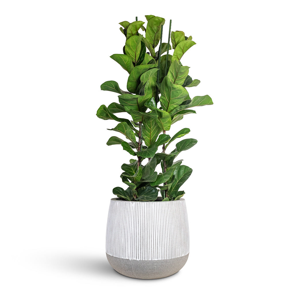 Ficus lyrata Bambino 27x120cm (3stems) House Plant In Pax Ridged Pot White Stripe 40x36cm