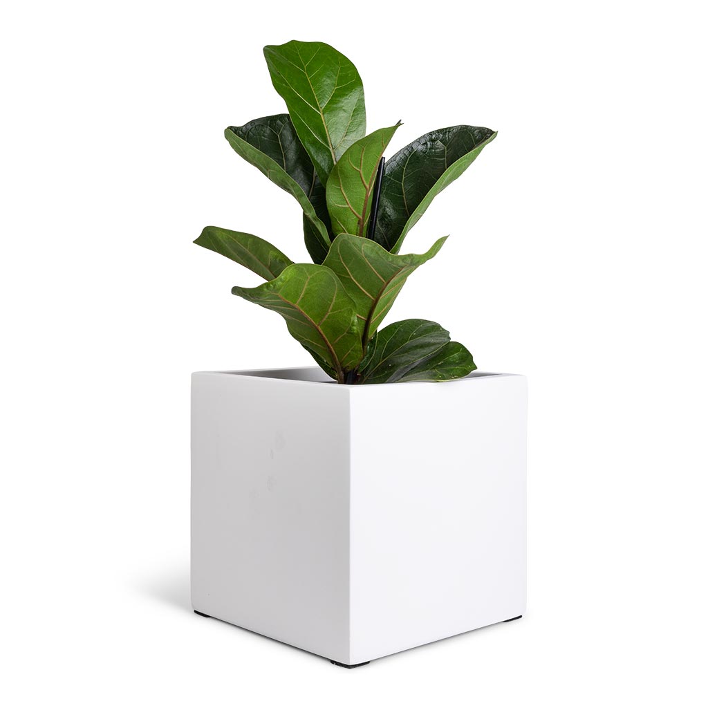 Fleur Essentials Planter - Matt White
