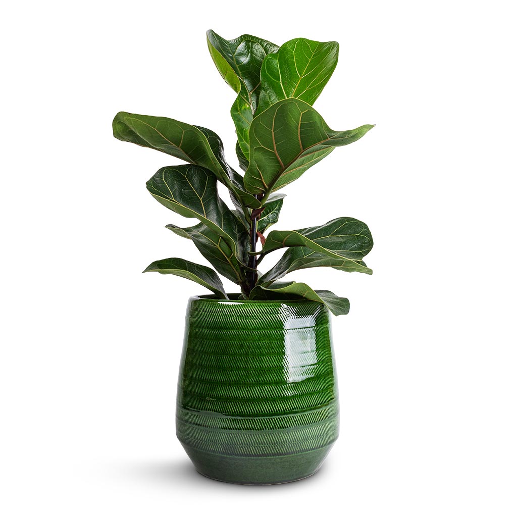 Ficus lyrata Bambino - Dwarf Fiddle Leaf Fig &amp; Remi Plant Pot - Green