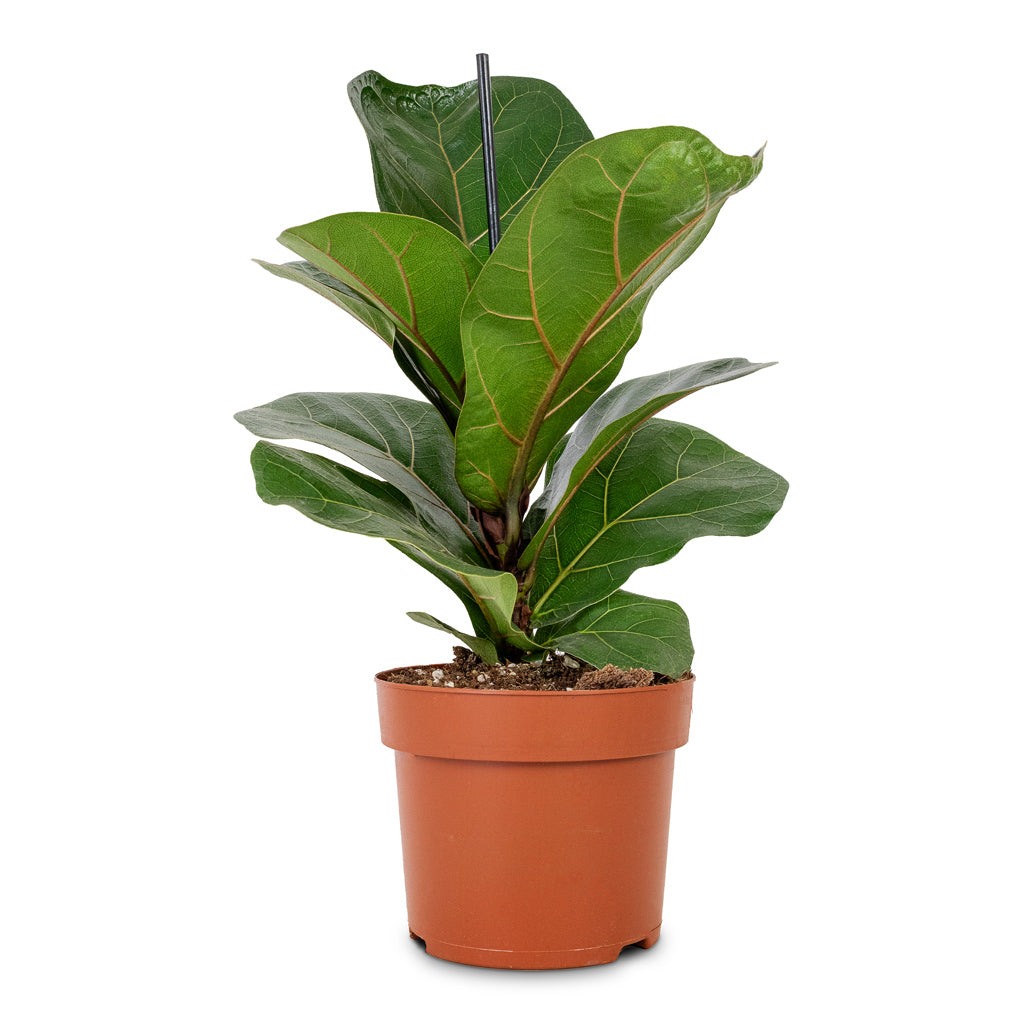 Ficus lyrata Bambino - Dwarf Fiddle Leaf Fig - 12 x 35cm (1 stem)