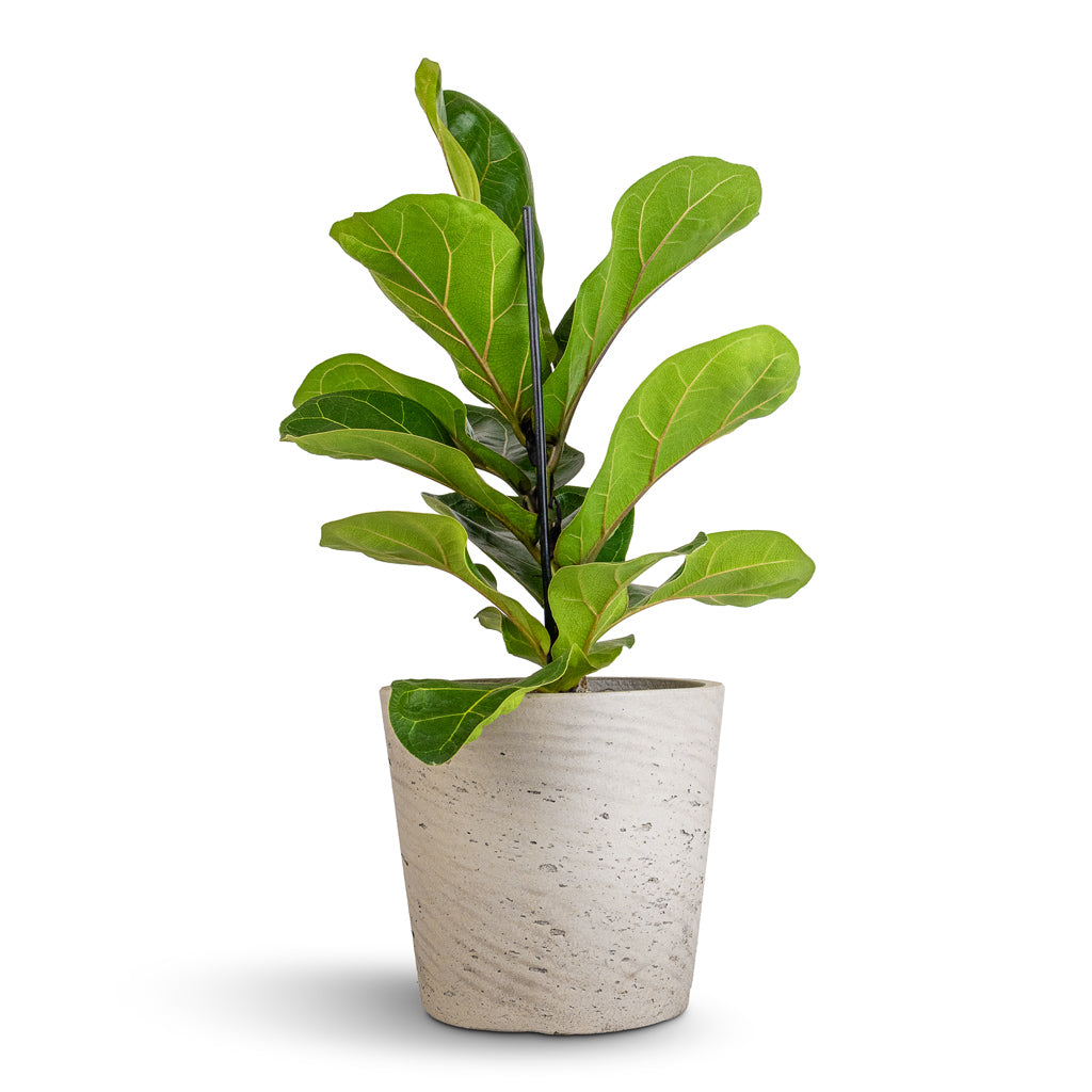 Ficus lyrata Bambino - Dwarf Fiddle Leaf Fig & Mini Bucket Plant Pot - Grey Washed