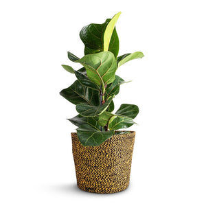 Ficus lyrata Bambino - Dwarf Fiddle Leaf Fig & Selin Plant Basket - Camel