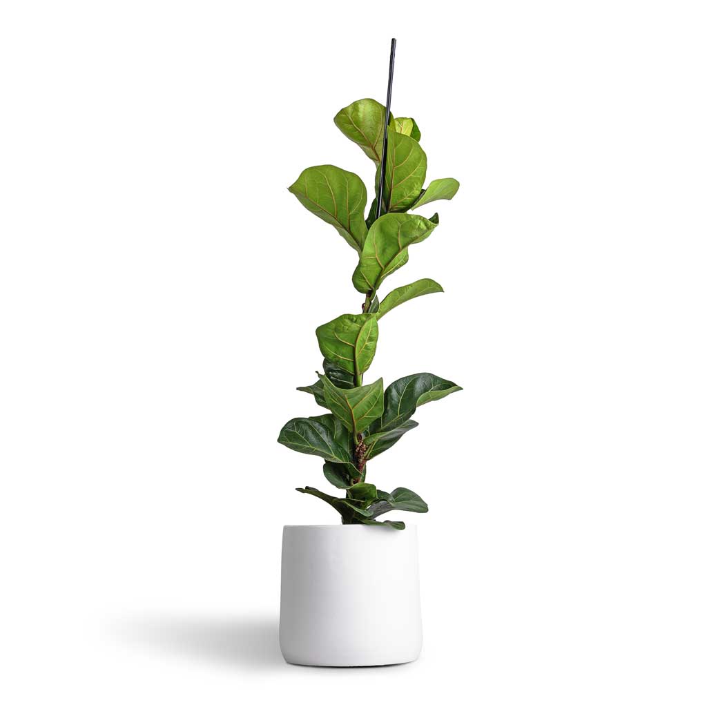 Ficus lyrata Bambino - Dwarf Fiddle Leaf Fig & Akemi Plant Pot - Pure White
