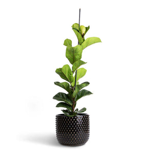 Ficus lyrata Bambino - Dwarf Fiddle Leaf Fig & Bolino Plant Pot - Shiny Black