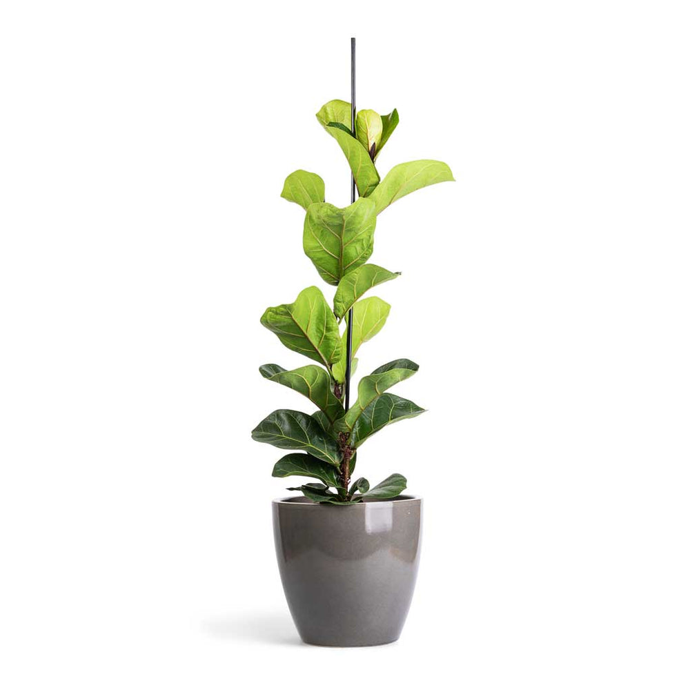 Ficus lyrata Bambino - Dwarf Fiddle Leaf Fig Indoor Plants | Hortology ...